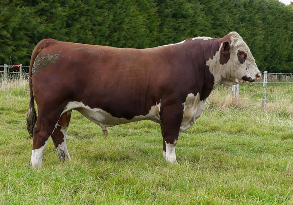 Sarona Herefords Koanui Lips Bull.